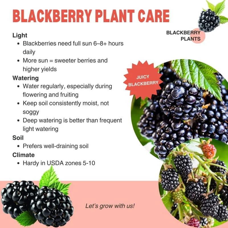 Blackberry Plants Live - Von Blackberries, 4-8 Inch Tall, 2-Pack, Outdoor - Image 10
