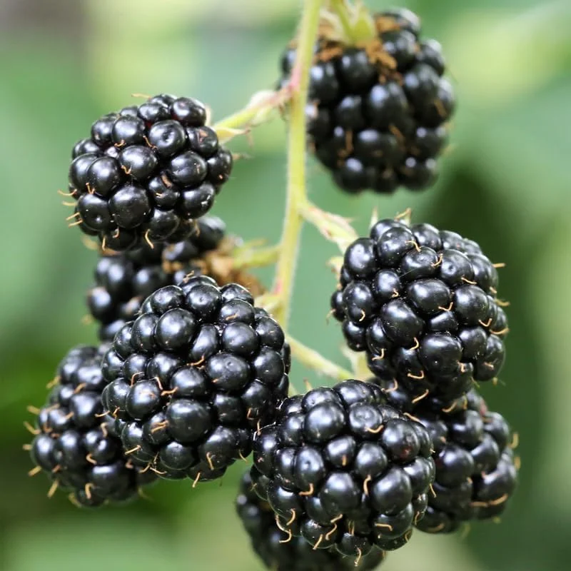 Blackberry Plants Live - Von Blackberries, 4-8 Inch Tall, 2-Pack, Outdoor - Image 11