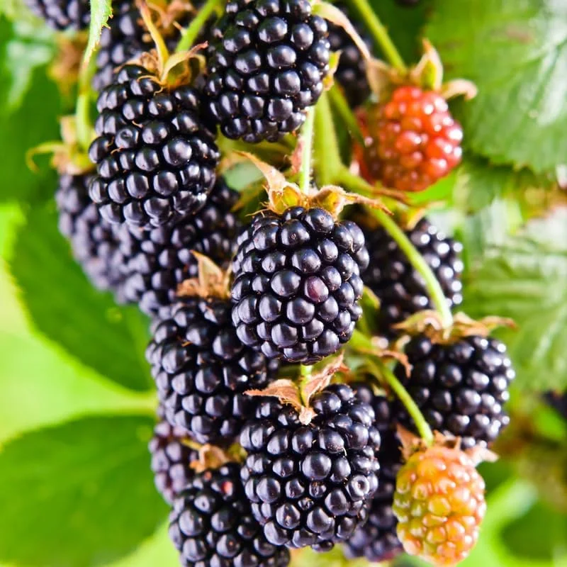 Blackberry Plants Live - Von Blackberries, 4-8 Inch Tall, 2-Pack, Outdoor - Image 12
