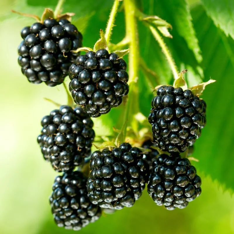 Blackberry Plants Live - Von Blackberries, 4-8 Inch Tall, 2-Pack, Outdoor - Image 13