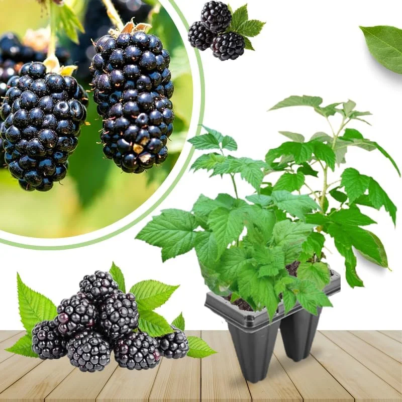 Blackberry Plants Live - Von Blackberries, 4-8 Inch Tall, 2-Pack, Outdoor - Image 14
