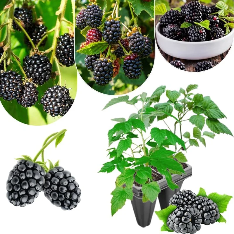 Blackberry Plants Live - Von Blackberries, 4-8 Inch Tall, 2-Pack, Outdoor - Image 15