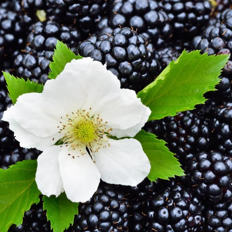Blackberry Plants Live - Von Blackberries, 4-8 Inch Tall, 2-Pack, Outdoor - Image 16