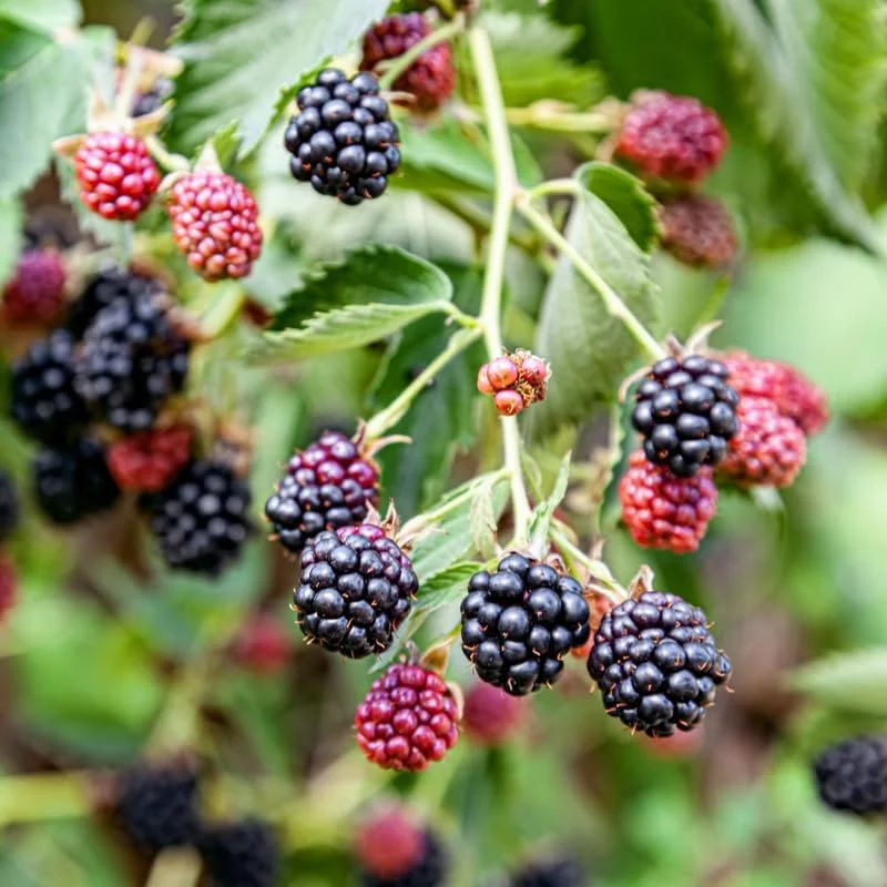 Blackberry Plants Live - Von Blackberries, 4-8 Inch Tall, 2-Pack, Outdoor - Image 17