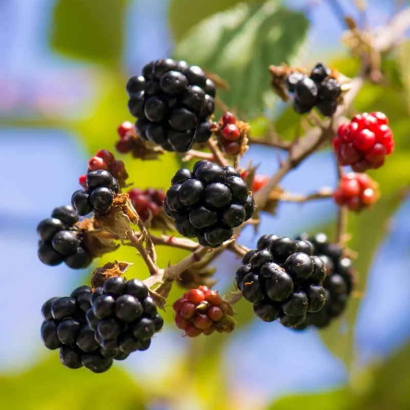 Blackberry Plants Live - Von Blackberries, 4-8 Inch Tall, 2-Pack, Outdoor - Image 18