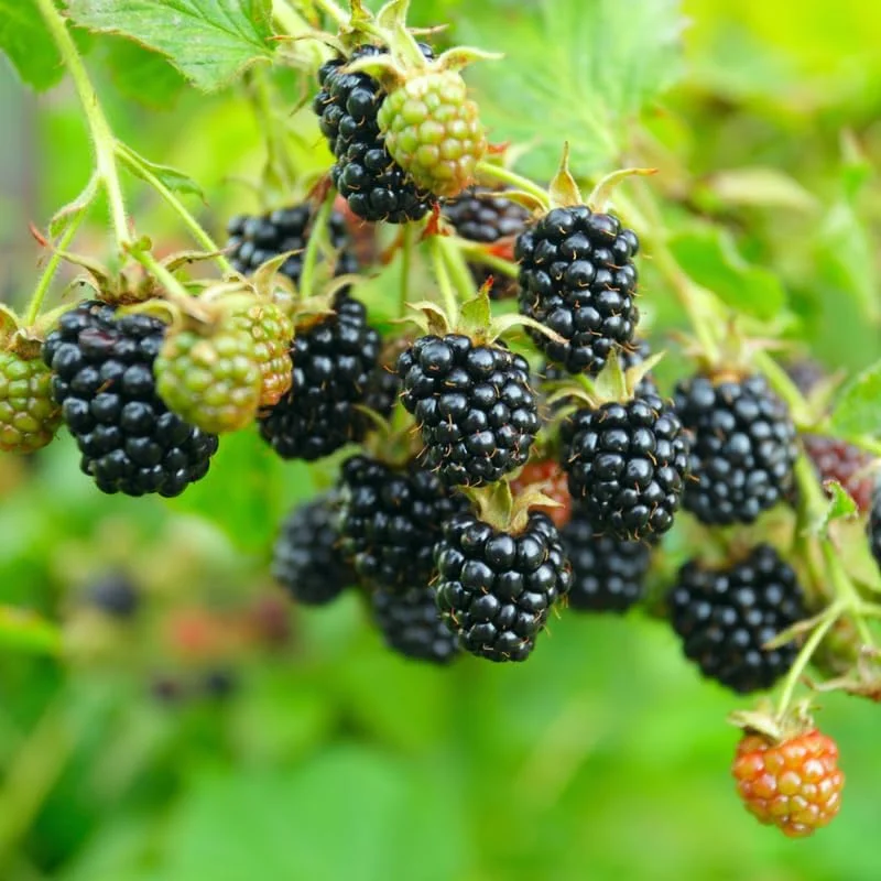 Blackberry Plants Live - Von Blackberries, 4-8 Inch Tall, 2-Pack, Outdoor - Image 19