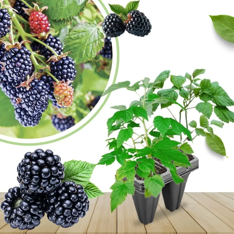 Blackberry Plants Live - Von Blackberries, 4-8 Inch Tall, 2-Pack, Outdoor - Image 2