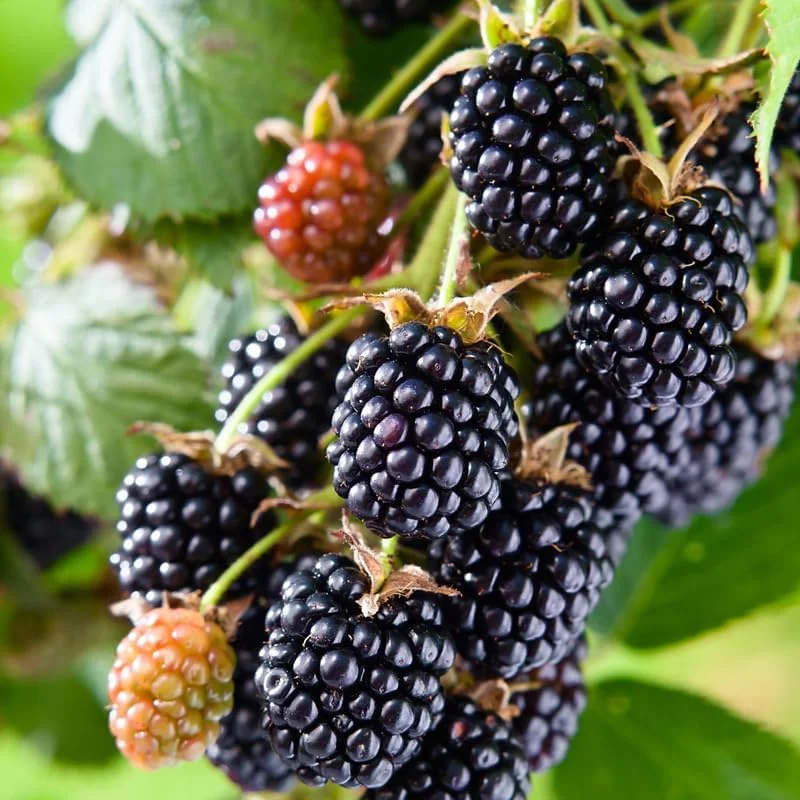 Blackberry Plants Live - Von Blackberries, 4-8 Inch Tall, 2-Pack, Outdoor - Image 21