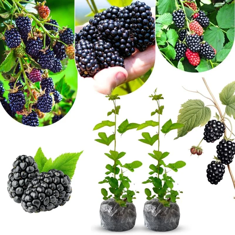 Blackberry Plants Live - Von Blackberries, 4-8 Inch Tall, 2-Pack, Outdoor - Image 23
