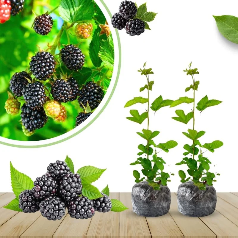 Blackberry Plants Live - Von Blackberries, 4-8 Inch Tall, 2-Pack, Outdoor - Image 25