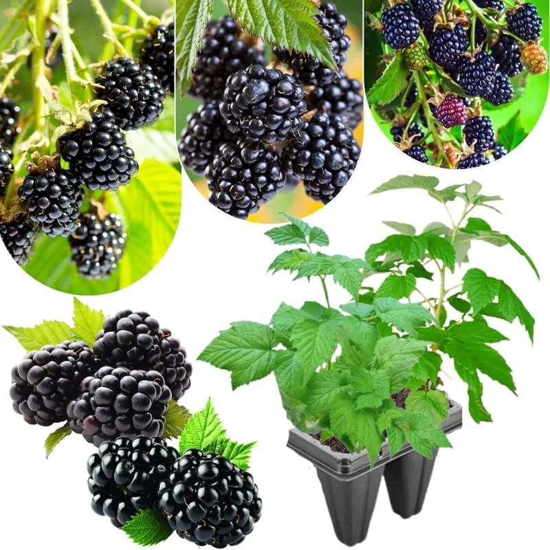 Blackberry Plants Live - Von Blackberries, 4-8 Inch Tall, 2-Pack, Outdoor - Image 3