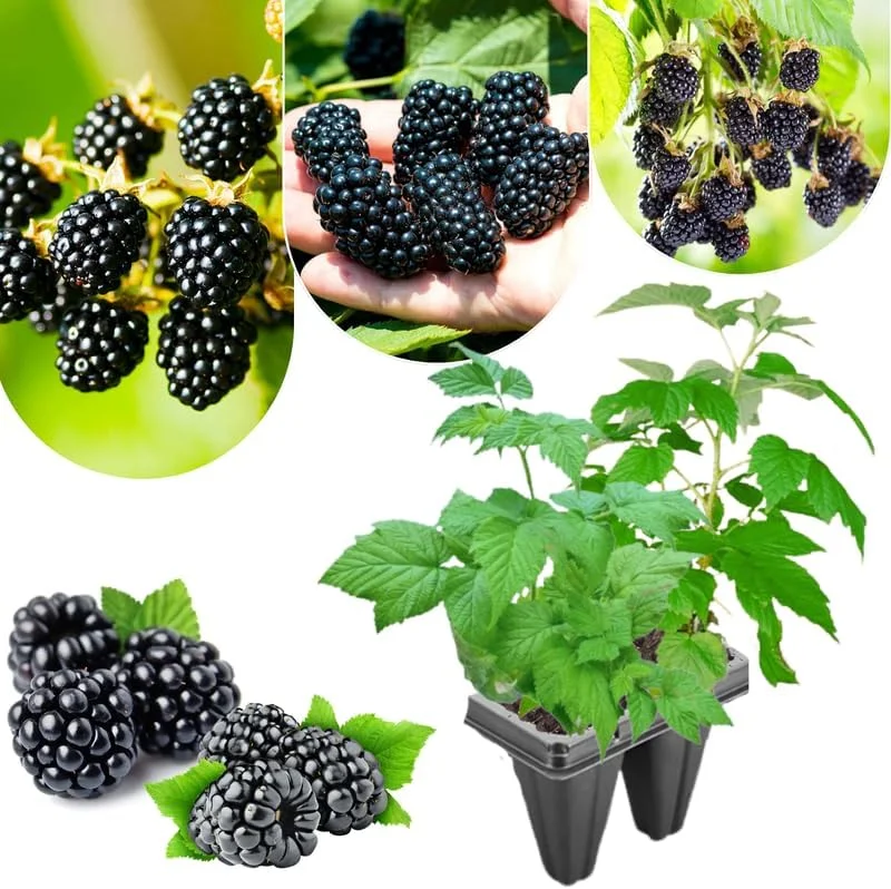 Blackberry Plants Live - Von Blackberries, 4-8 Inch Tall, 2-Pack, Outdoor - Image 4