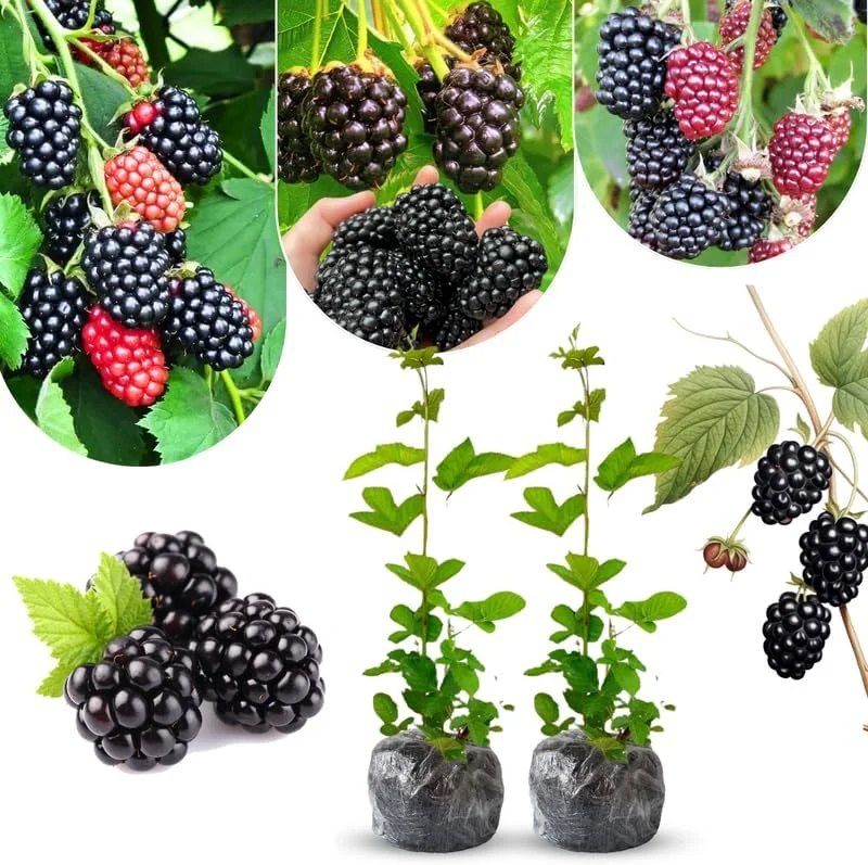 Blackberry Plants Live - Von Blackberries, 4-8 Inch Tall, 2-Pack, Outdoor - Image 6