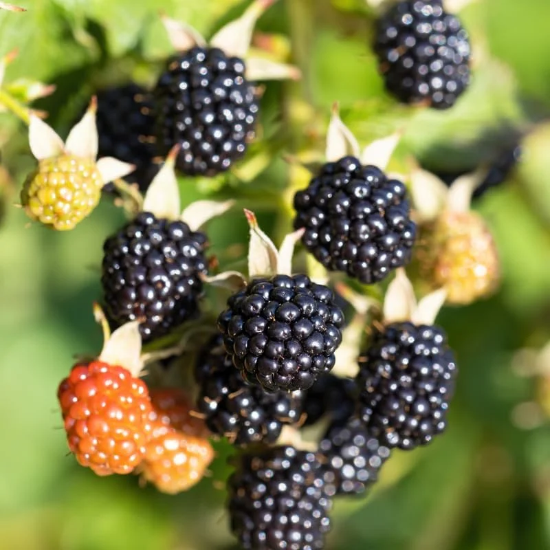 Blackberry Plants Live - Von Blackberries, 4-8 Inch Tall, 2-Pack, Outdoor - Image 7