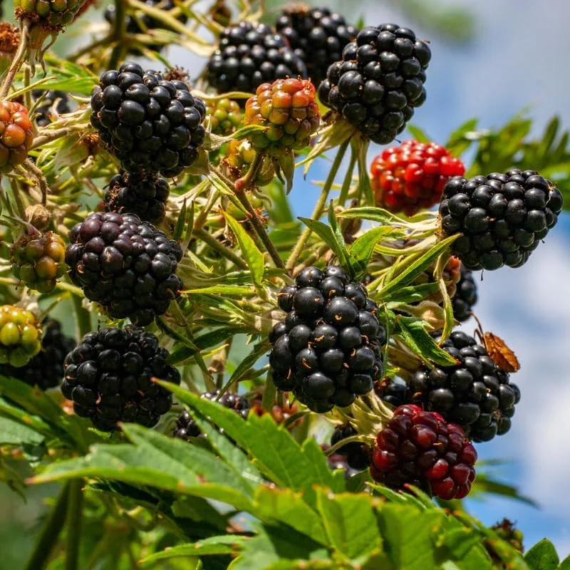 Blackberry Plants Live - Von Blackberries, 4-8 Inch Tall, 2-Pack, Outdoor - Image 9