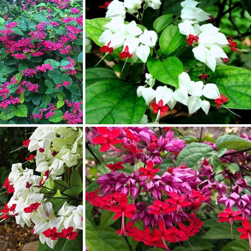 Bleeding Heart Live Plants - 4 Mix, 4-6 Inch Tall, Red & White Blooms - Image 2