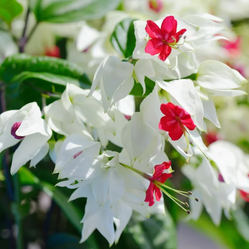 Bleeding Heart Live Plants - 4 Mix, 4-6 Inch Tall, Red & White Blooms - Image 3