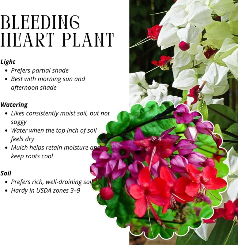 Bleeding Heart Live Plants - 4 Mix, 4-6 Inch Tall, Red & White Blooms - Image 4