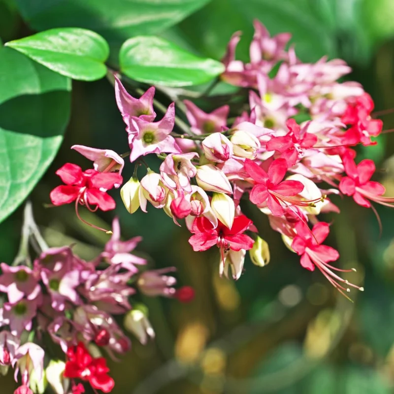 Bleeding Heart Live Plants - 4 Mix, 4-6 Inch Tall, Red & White Blooms - Image 6