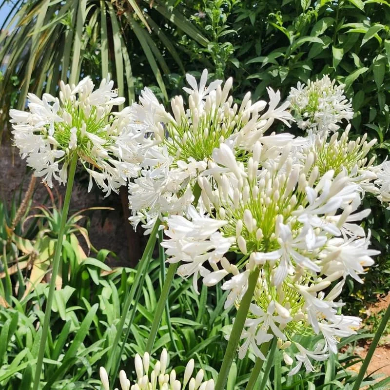 Blue Agapanthus Live Plants - 2 Pack, 5-9 Inch Tall, Outdoor Perennial - Image 1
