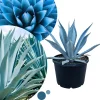 Blue Agave Live Plant – Hardy Succulent, 1.5-2 Ft Tall in 3 Gallon Pot, Outdoor - Image 1