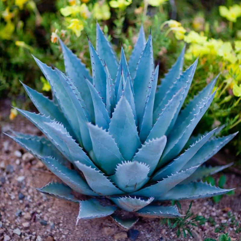 Blue Agave Plant Live, 1.5-2 Ft Tall, 3 Gallon Pot, Outdoor Succulent for Landscaping - Image 2