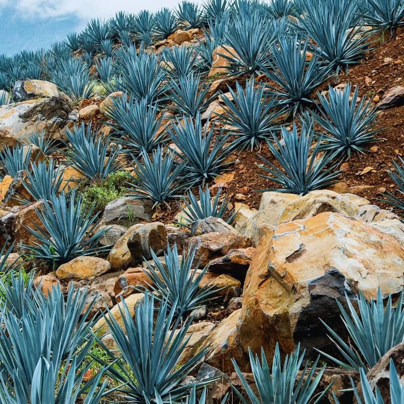 Blue Agave Plant Live, 1.5-2 Ft Tall, 3 Gallon Pot, Outdoor Succulent for Landscaping - Image 3