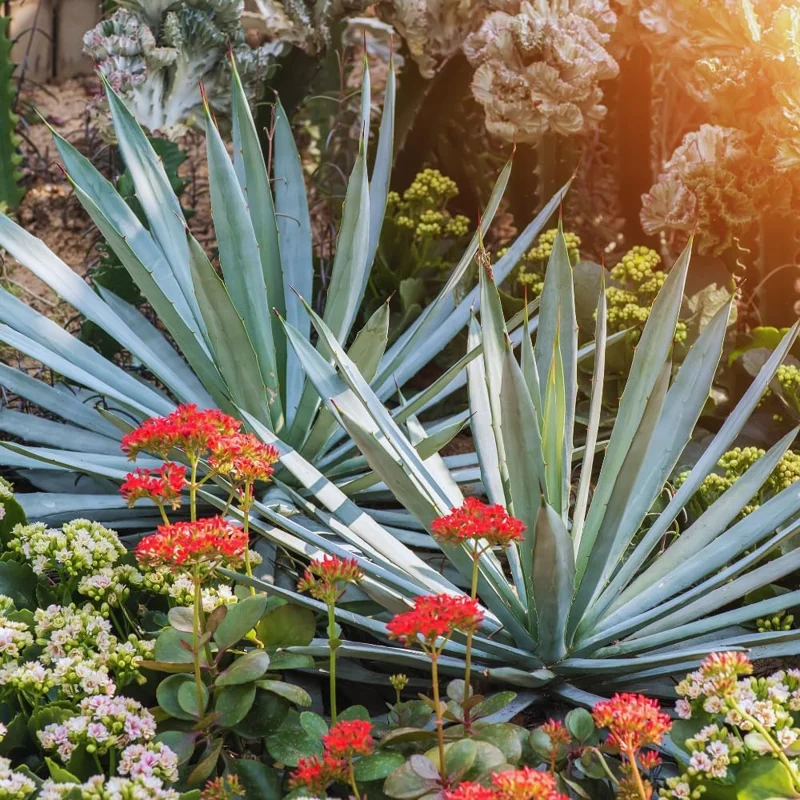 Blue Agave Plant Live, 1.5-2 Ft Tall, 3 Gallon Pot, Outdoor Succulent for Landscaping - Image 4