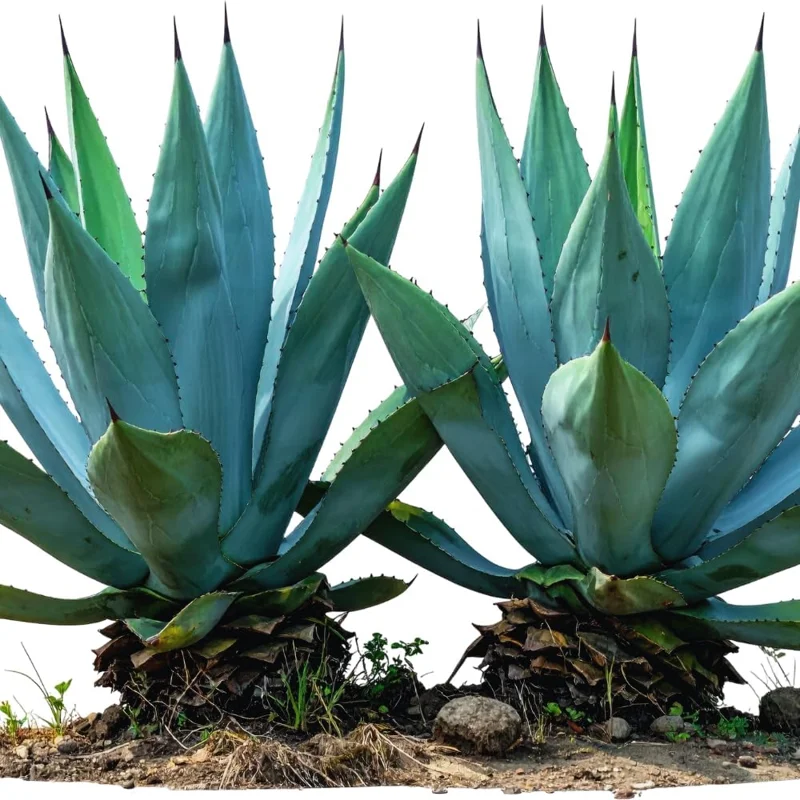 Blue Agave Plant Live, 1.5-2 Ft Tall, 3 Gallon Pot, Outdoor Succulent for Landscaping - Image 6