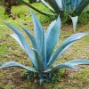 Blue Agave Plant Live, 1.5-2 Ft Tall, 3 Gallon Pot, Outdoor Succulent for Landscaping - Image 1