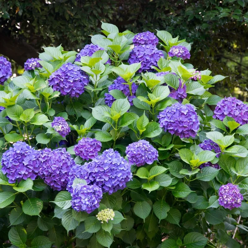 Blue Hydrangea Bare Roots - 2 Pack, Dormant, 6-12 Inch Hardy Live Bush for Outdoor Planting - Image 2