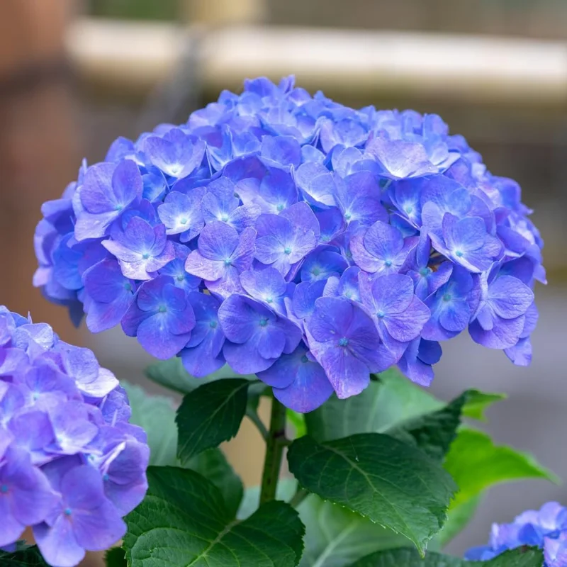 Blue Hydrangea Bare Roots - 2 Pack, Dormant, 6-12 Inch Hardy Live Bush for Outdoor Planting - Image 3