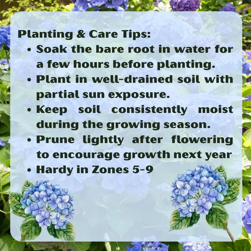 Blue Hydrangea Bare Roots - 2 Pack, Dormant, 6-12 Inch Hardy Live Bush for Outdoor Planting - Image 4