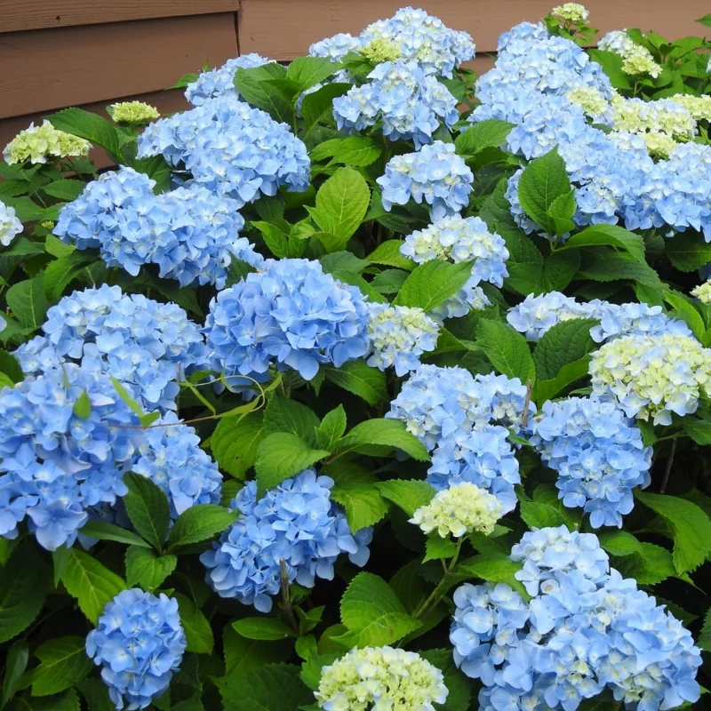 Blue Hydrangea Bare Roots - 2 Pack, Dormant, 6-12 Inch Hardy Live Bush for Outdoor Planting - Image 1