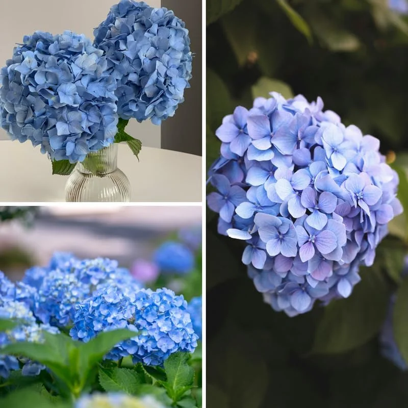 Blue Hydrangea Live Plant - 5 to 7 Inch Tall, Well-Rooted, Dormant, Blue Flowers - Image 2