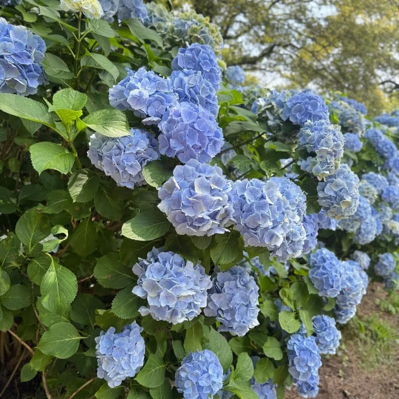 Blue Hydrangea Live Plant - 5 to 7 Inch Tall, Well-Rooted, Dormant, Blue Flowers - Image 3
