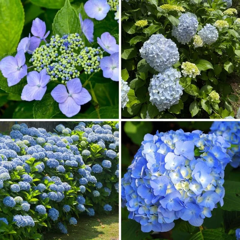 Blue Hydrangea Live Plant - 5 to 7 Inch Tall, Well-Rooted, Dormant, Blue Flowers - Image 4
