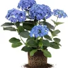 Blue Hydrangea Live Plant - 5 to 7 Inch Tall, Well-Rooted, Dormant, Blue Flowers - Image 1
