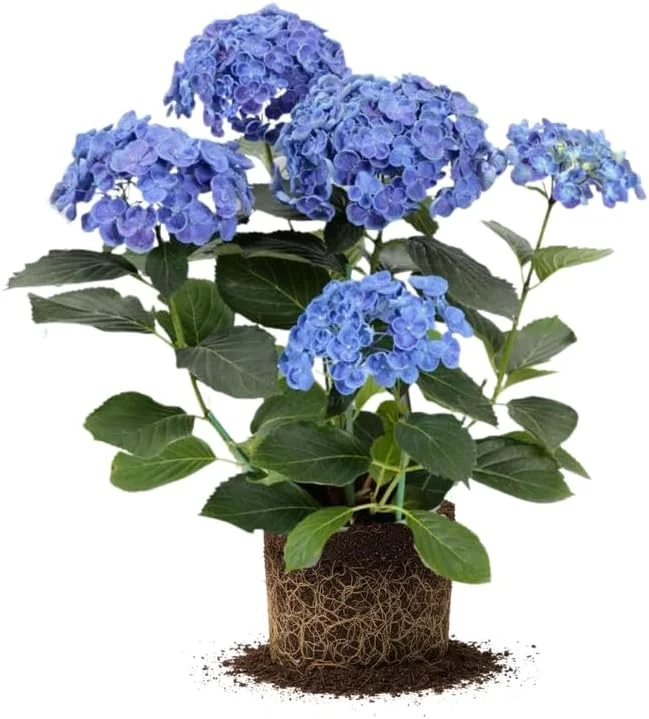 Blue Hydrangea Live Plant - 5 to 7 Inch Tall, Well-Rooted, Dormant, Blue Flowers - Image 1