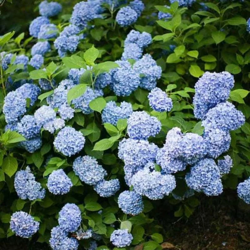Blue Hydrangea Live Plant - 5 to 7 Inch Tall, Well-Rooted, Dormant, Blue Flowers - Image 5