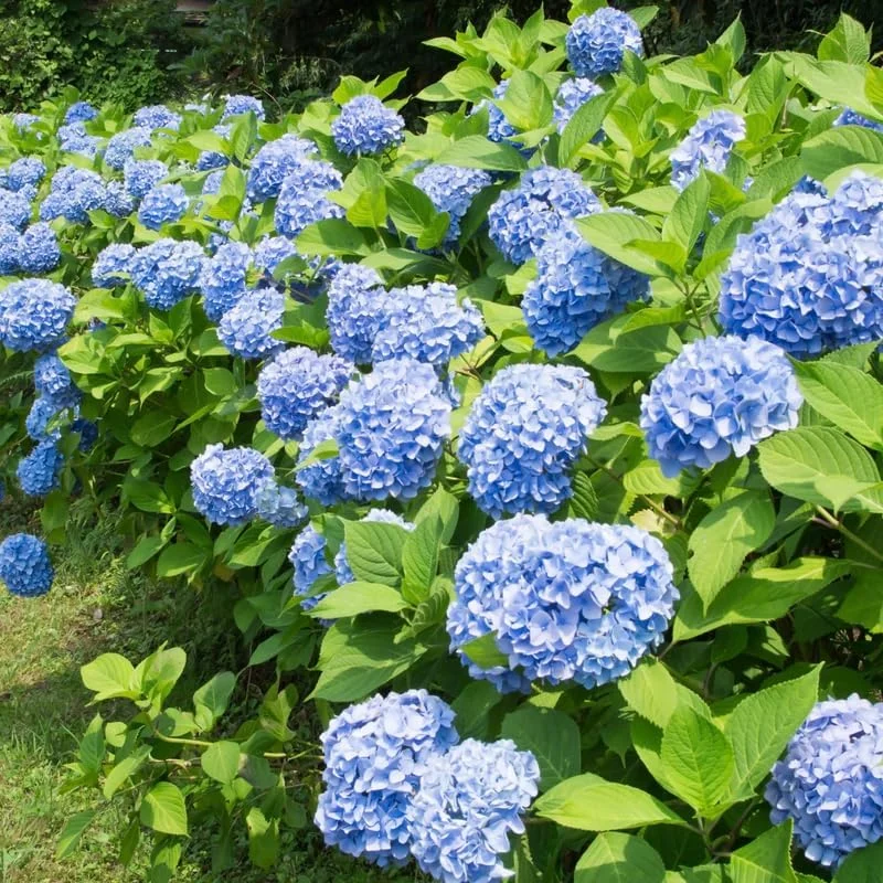 Blue Hydrangea Live Plant - 5 to 7 Inch Tall, Well-Rooted, Dormant, Blue Flowers - Image 6