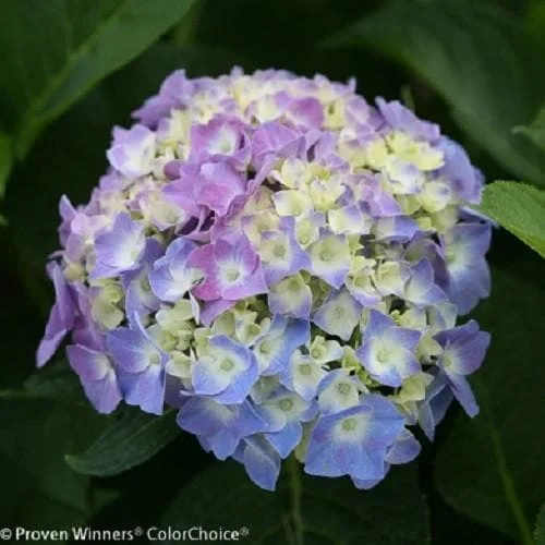 Blue Jangles Reblooming Hydrangea Live Plant – 4 inch Pot – Outdoor Shrub - Image 2