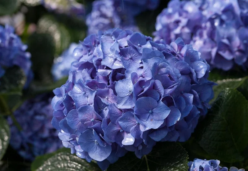 Blue Jangles Reblooming Hydrangea Live Plant – 4 inch Pot – Outdoor Shrub - Image 1