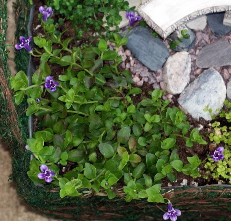 Blue Monkey Flower Lindernia Live Plant – 2.5" Pot – Terrarium, Fairy Garden, Houseplant - Image 2