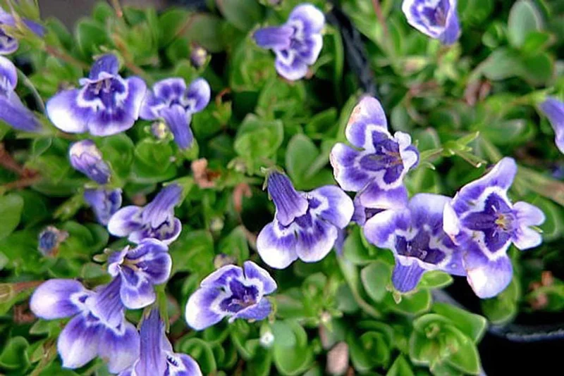 Blue Monkey Flower Lindernia Live Plant – 2.5" Pot – Terrarium, Fairy Garden, Houseplant - Image 1