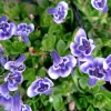 Blue Monkey Flower Lindernia Live Plant – 2.5" Pot – Terrarium, Fairy Garden, Houseplant - Image 1