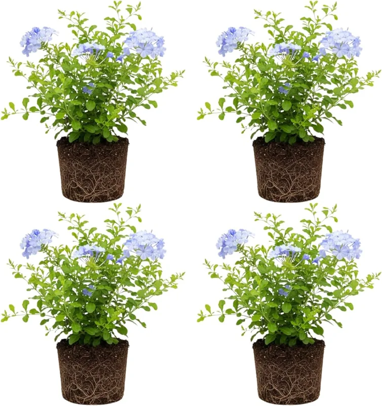 Blue Plumbago Live Plant – Set of 4 Flowering Shrubs – 4-6'' Tall – Outdoor - Image 2