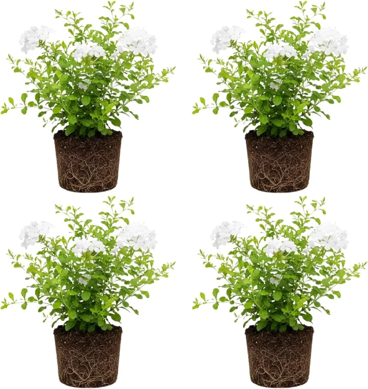 Blue Plumbago Live Plant – Set of 4 Flowering Shrubs – 4-6'' Tall – Outdoor - Image 1