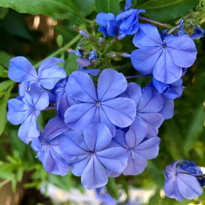 Blue Plumbago Live Plants - 2 Pack, 4-8'' Tall Starter Plant for Outdoor Gardens - Image 2