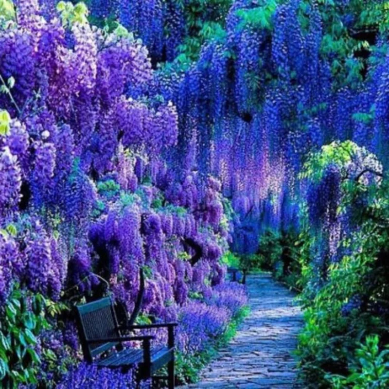 Blue Wisteria Live Plant, 6-12" Tall Vine, 2.5" Pot, Fragrant Outdoor Climber - Image 2